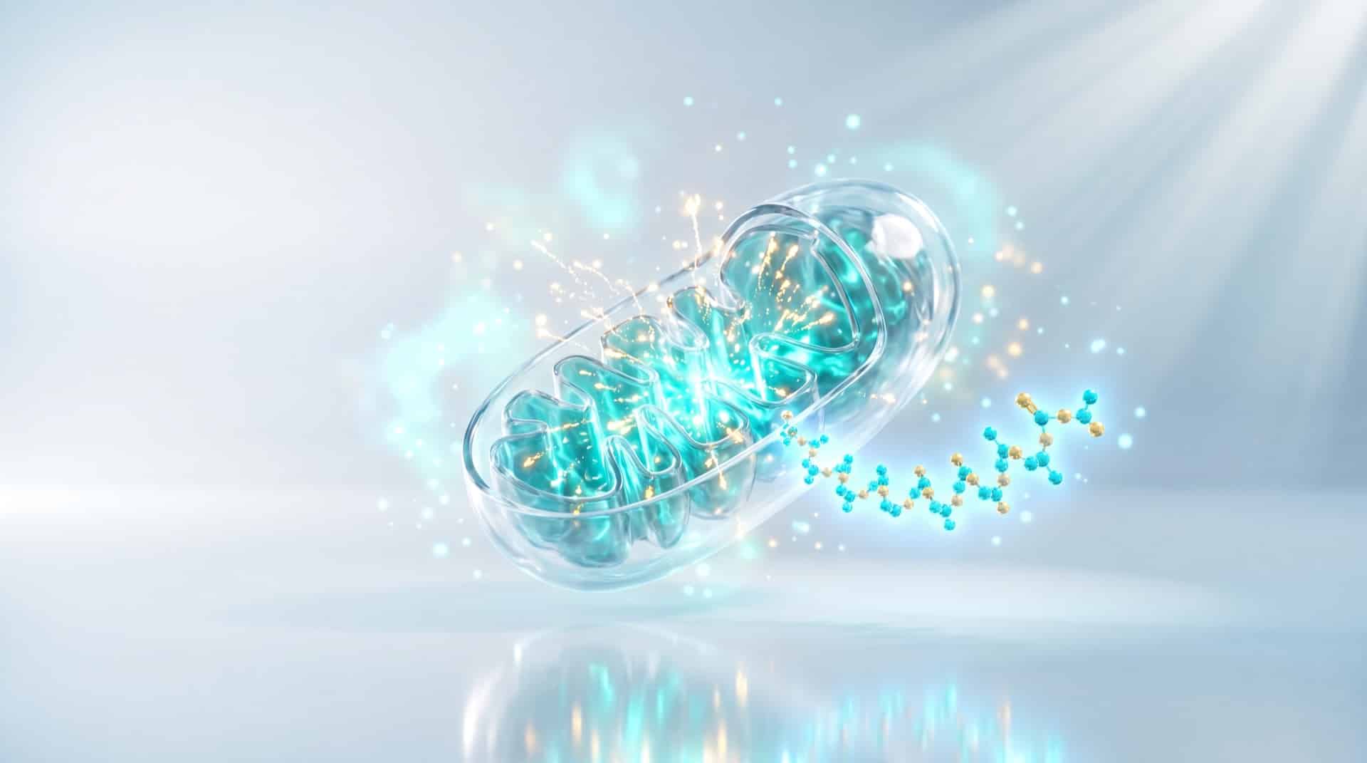 Mitochondrie lumineuse émettant un peptide MOTS-c, illustration de signalisation métabolique